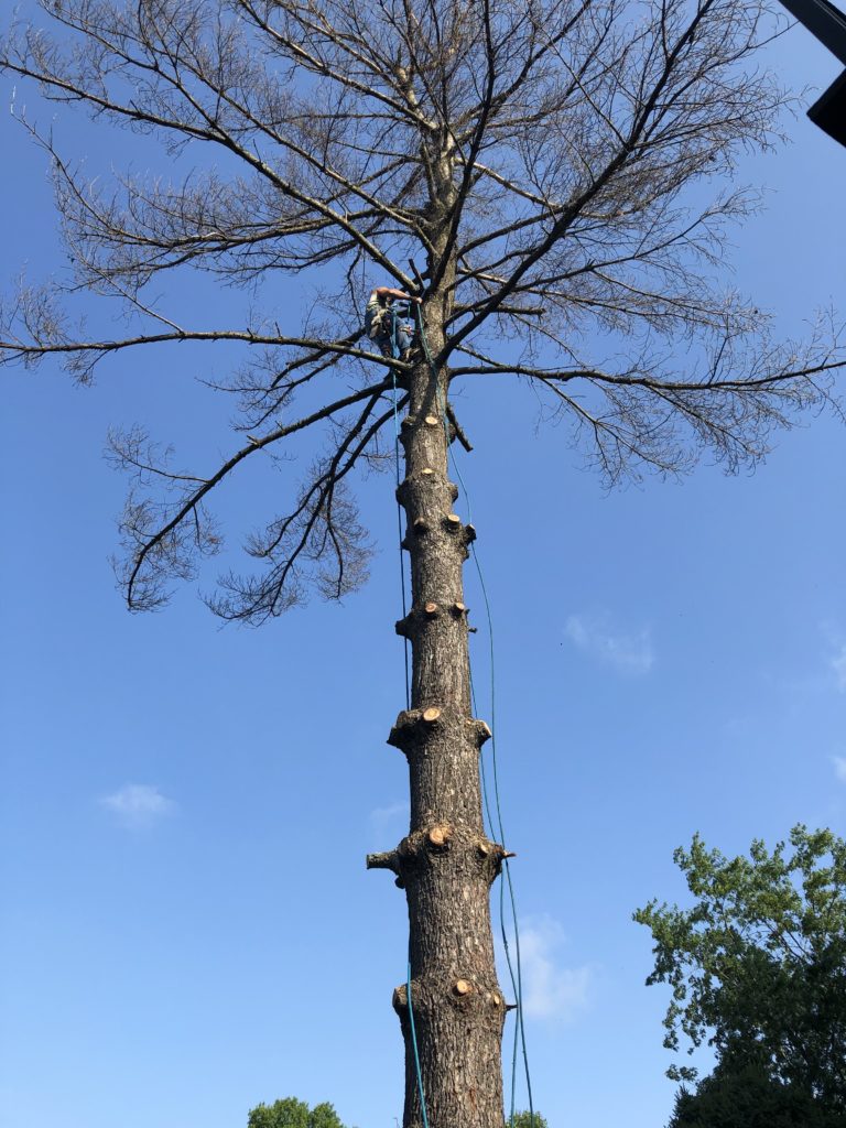 Tree Climbing
